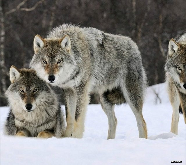 狼的性情残忍而贪婪，在传统文化中，狼是威胁性、破坏力的象征。